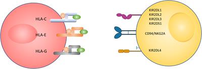 Relative expression of receptors in uterine natural killer cells compared to peripheral blood natural killer cells